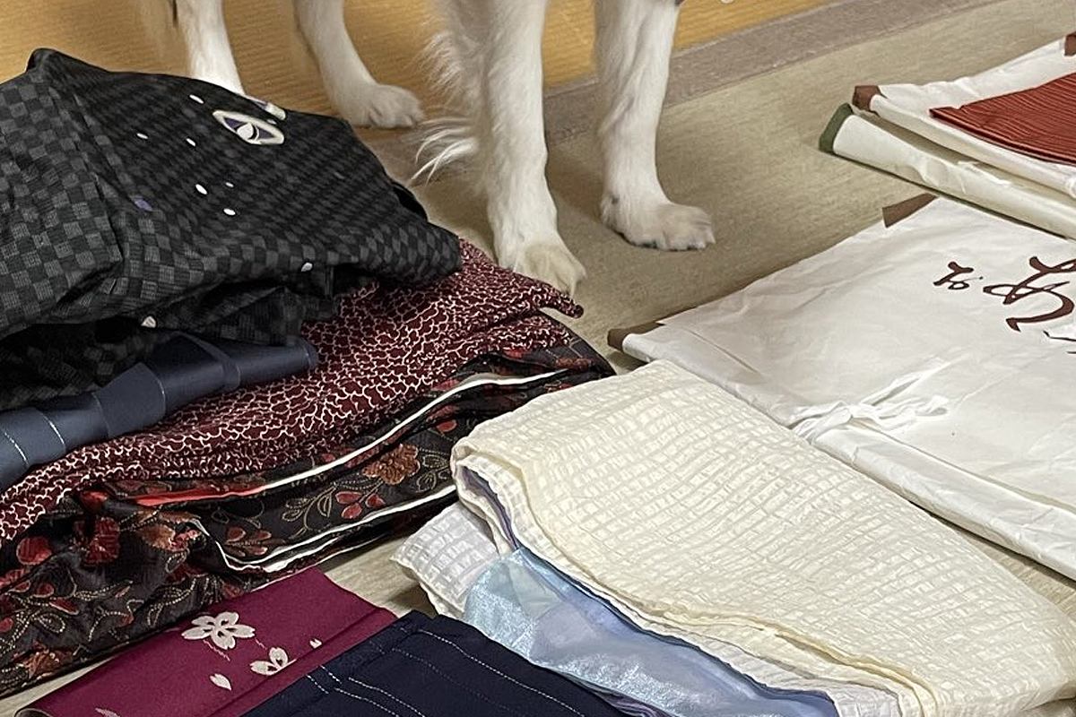 着物の整理をしていたら、犬が『遊びたい』と訴えてきて…想定外だった『強硬手段』と『表情』に2万いいね「目キラキラで草」「無視できん」