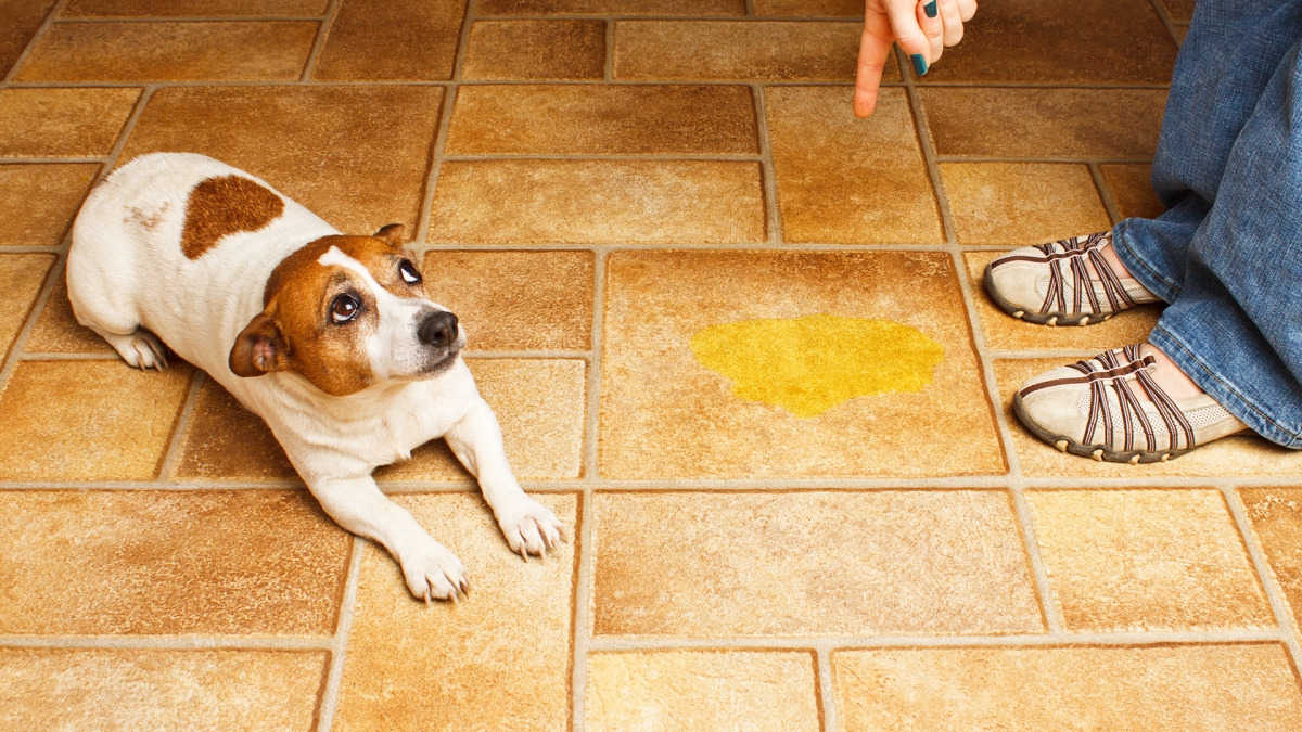 犬がトイレ以外でオシッコした！そんな時の犬の心理って？