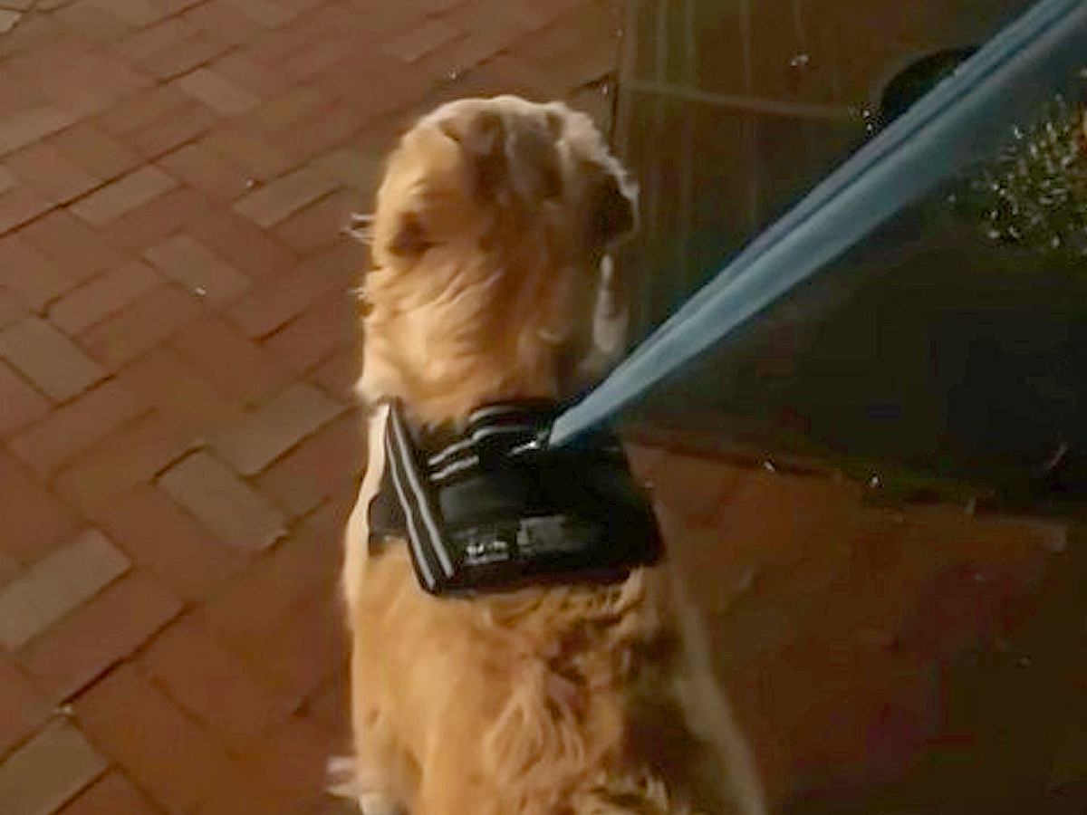 生後3ヶ月でママと離れてしまった大型犬→半年ぶりに駅で…涙が止まらない『再会の瞬間』が34万再生「涙腺崩壊した…」「なんていい家族」