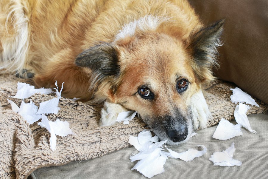 犬に構いすぎるのがNGな理由３選！愛犬にとってはストレスになっているかも？