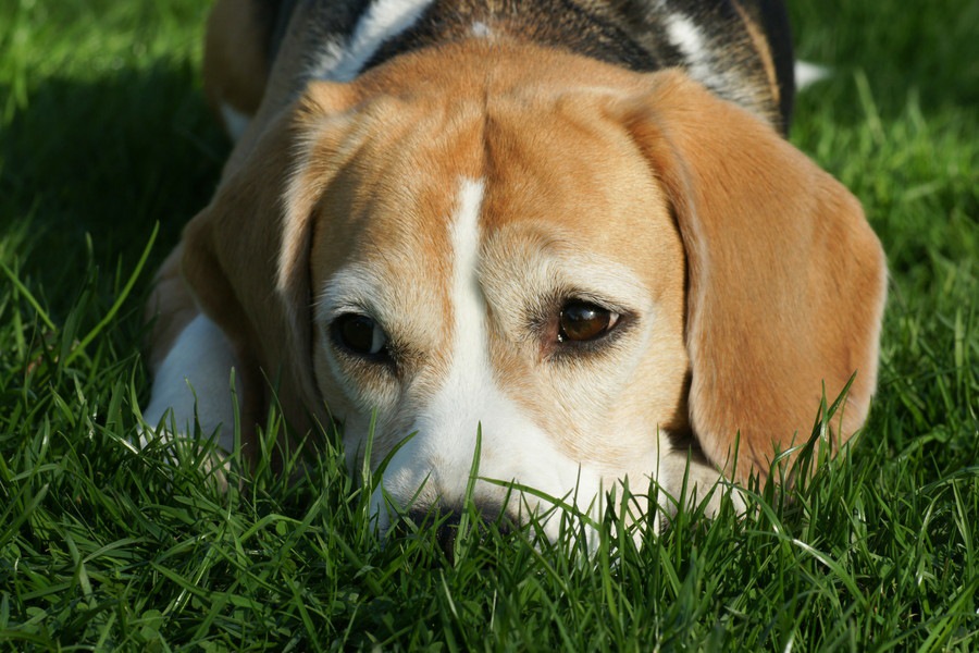 犬が飼い主に不満を感じているときの4つの行動