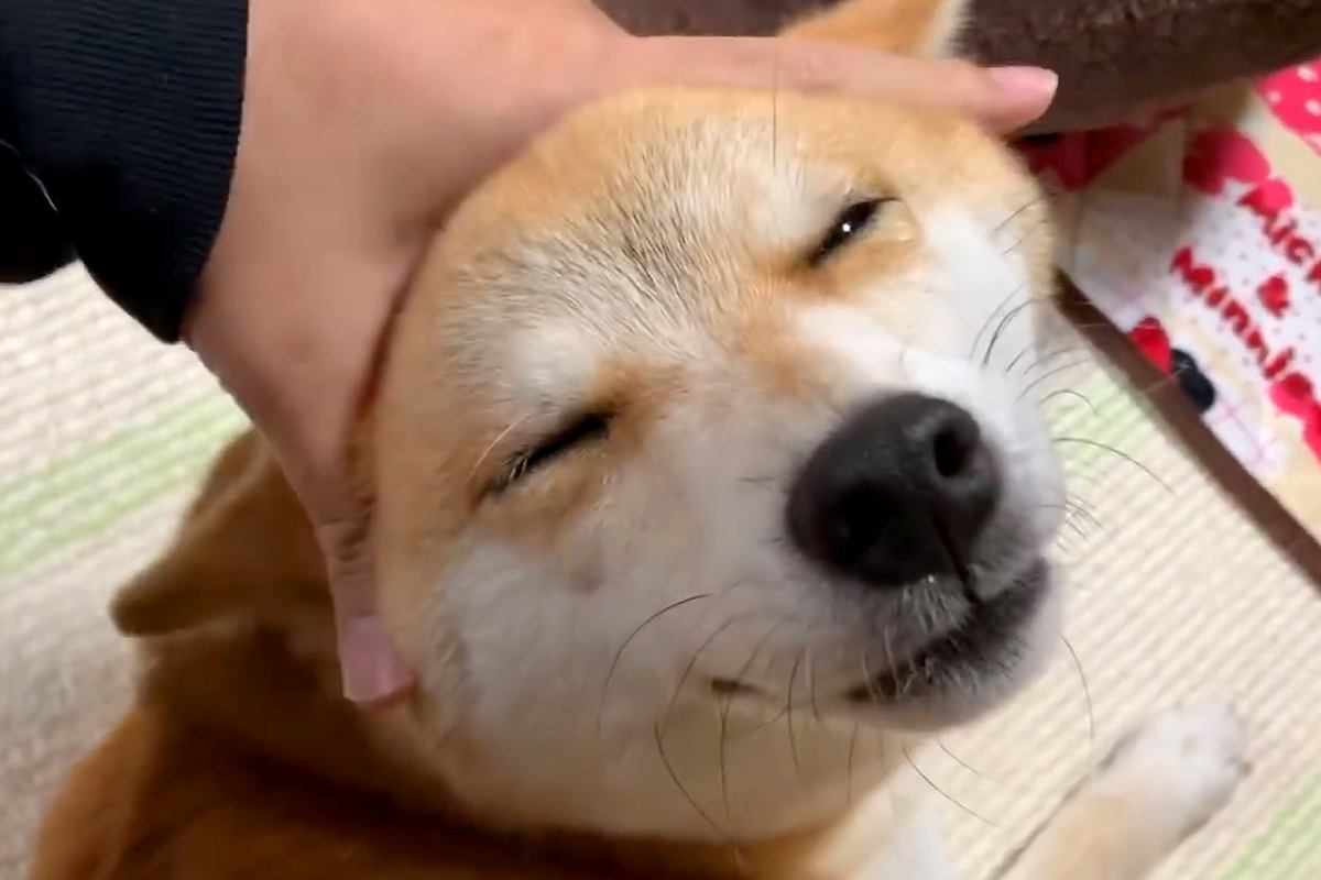 とんでもなく幸せそうな顔で甘える犬→撫でるのをやめた瞬間…想像を超える『表情の変化』が70万再生「分かりやすくて可愛いｗ」「怒ってるｗ」