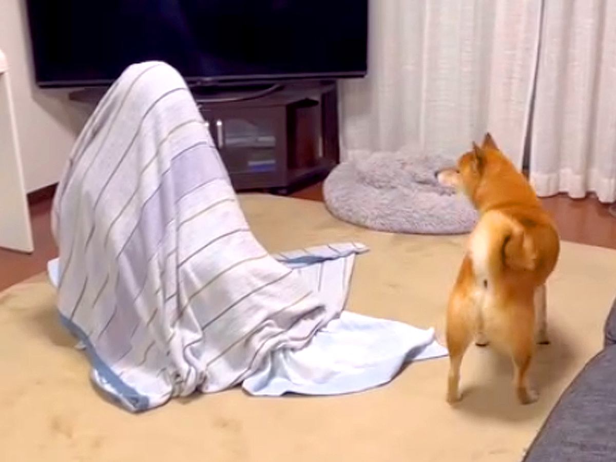 『家におばあちゃんが隠れていたら、犬は気付くのか』を検証→コント過ぎる『想像できなかった展開』が80万再生「お腹痛いｗ」「必死で可愛い」