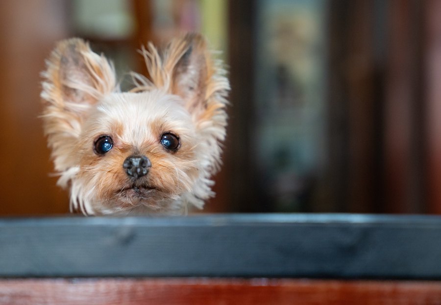 犬がいたずらを企んでいる時にする行動４つ