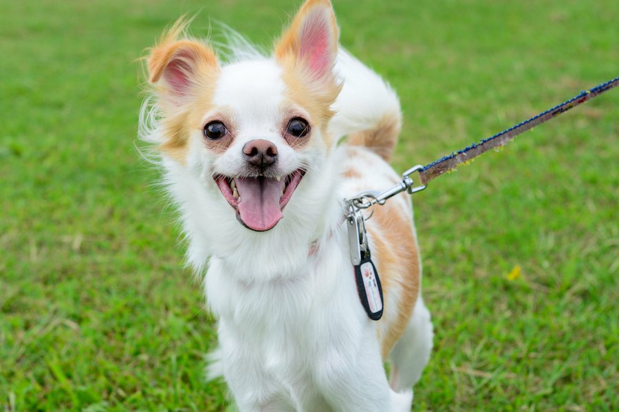 犬が口を震わせる時の心理４つ