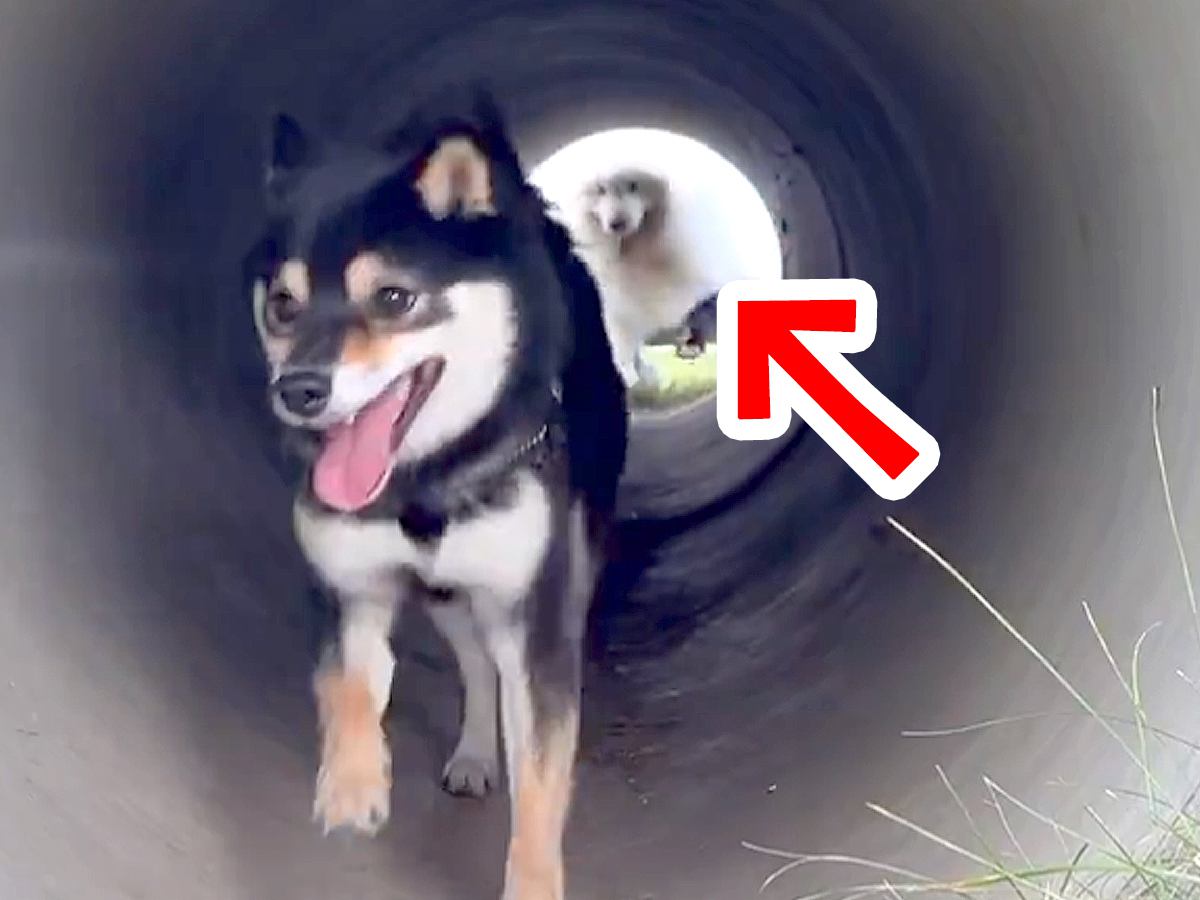 『土管の中』を走った大型犬→豪快に転んでしまった結果、お友だちが…まるで『アニメの一コマのような光景』に2万いいね「素敵な友情」と称賛