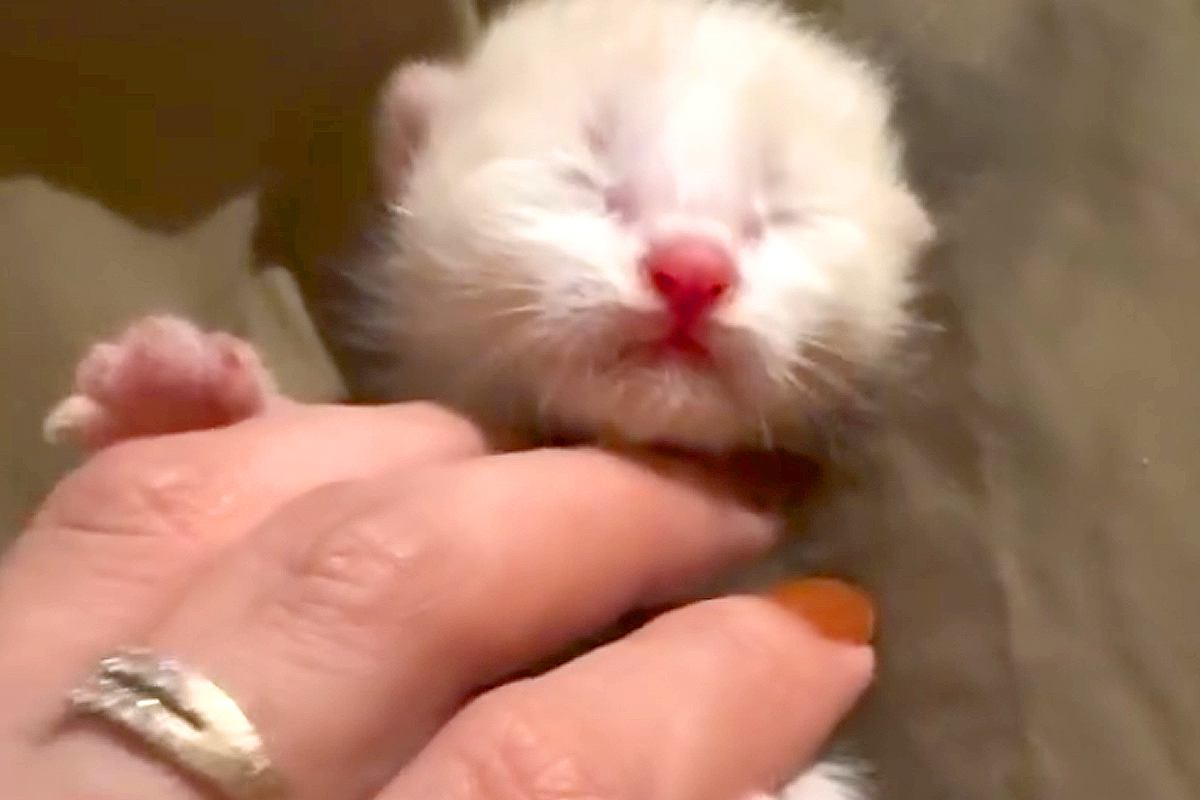 ダンボールで捨てられた『瀕死の赤ちゃん猫たち』を保護→家にいる大型犬と会わせた結果…母性に溢れた光景が11万再生「たまらなく愛おしい」