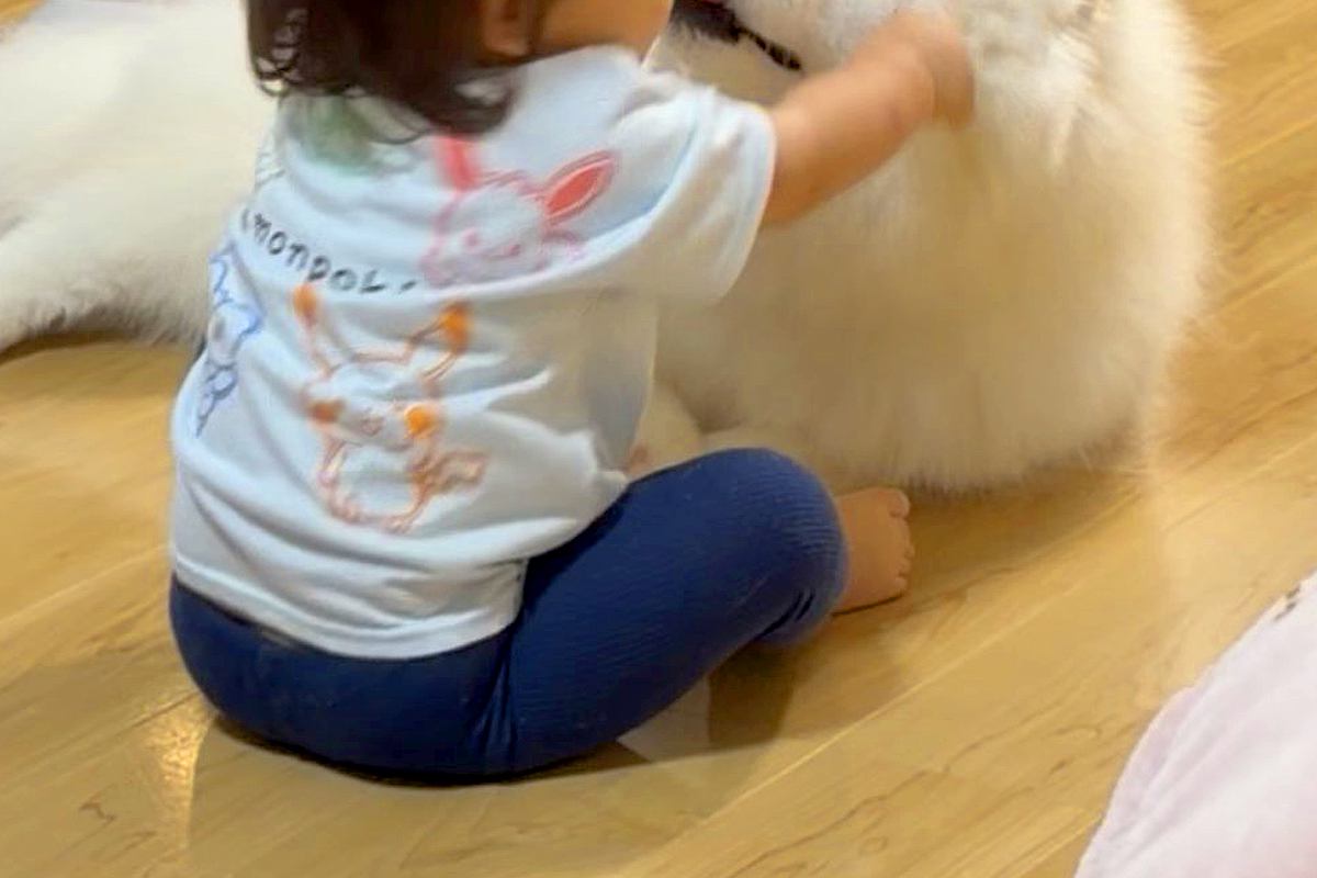赤ちゃんと大型犬が遊んでいたので、撮影した結果→お顔を見てみると…大人には見せない『表情』に15万いいね「幸せでしかない」「尊すぎます」