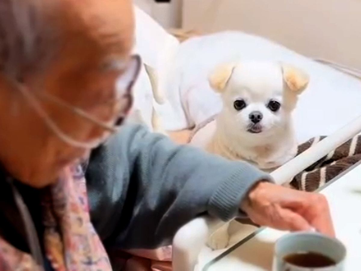 『95歳のおじいちゃん』の介護に行ったら、連れていった犬が…涙が出るほど尊い『優しい光景』が116万再生「健気すぎ…」「絆を感じる」