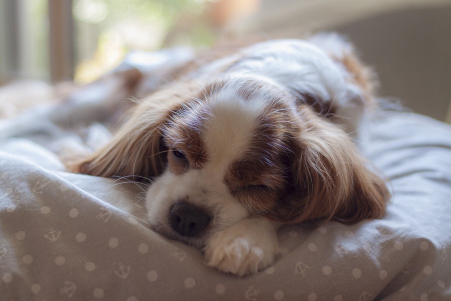 犬の寝相で分かる安眠度