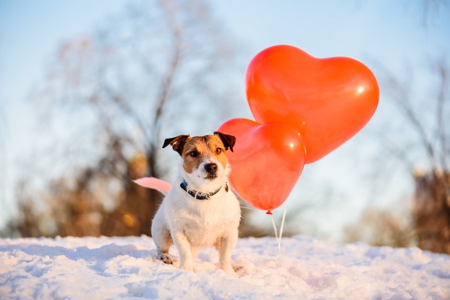 今日は何の日？犬にまつわる記念日10選