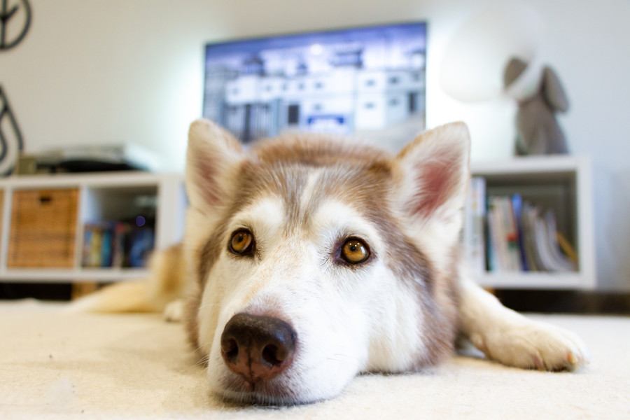『飼育が難しい』犬種5選　初心者には向かないお世話の大変さや迎える際の適切なしつけ方まで