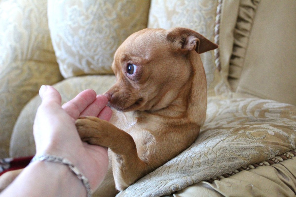 犬がワガママになる『絶対ダメな育て方』5選…お互いにとって良くない状況になってしまう行動とは？