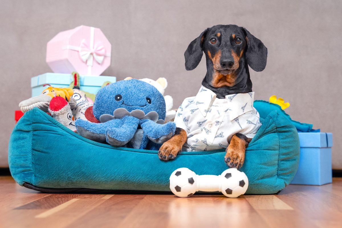 愛犬がおもちゃで遊ばないときはどうしたらいい？まずは飼い主さんが楽しそうにおもちゃで遊ぼう！