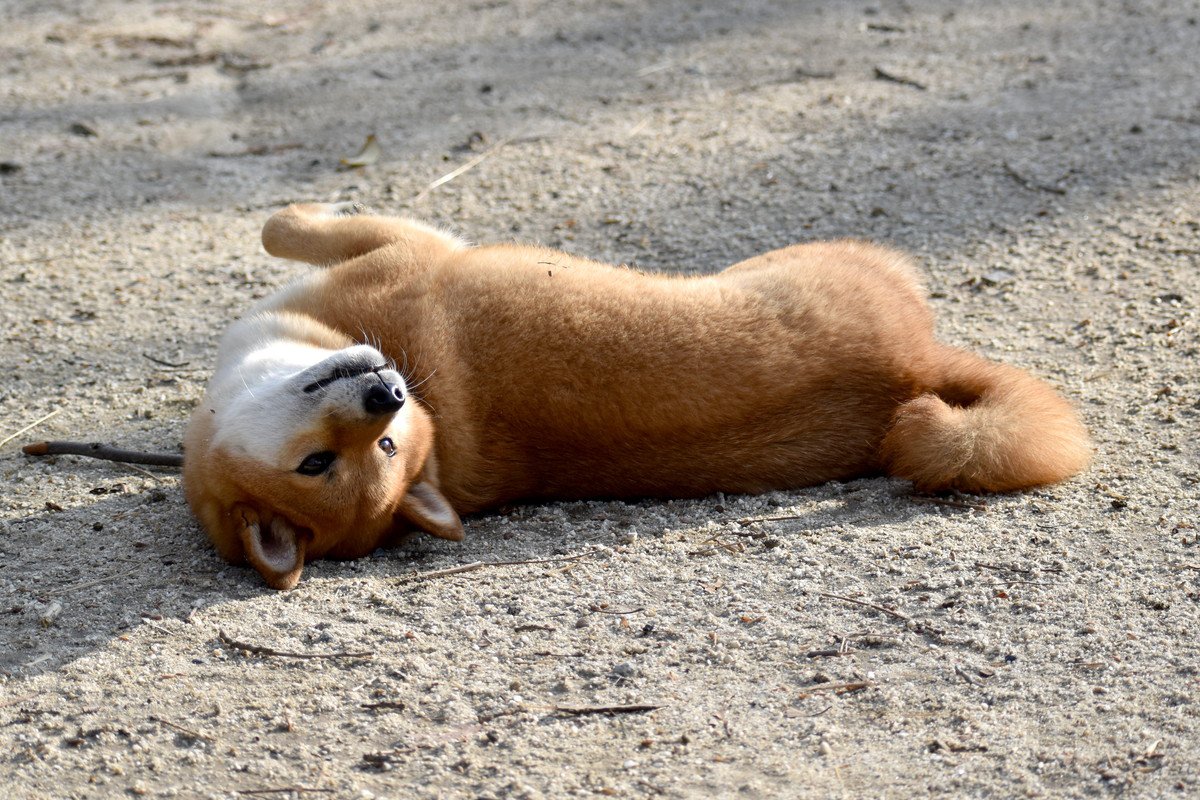 犬が散歩でよくする『帰宅拒否ポーズ』4選！どうしても動かない時の対処法は？