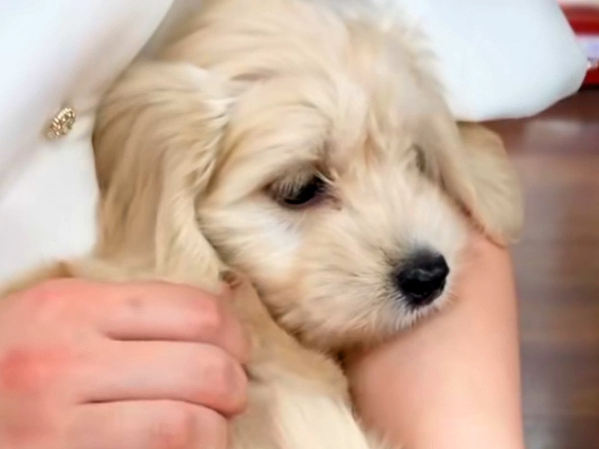 『成長しても５～６キロ』と言われた犬を飼った結果…予想をはるかに上回る『衝撃のビフォーアフター』が49万再生「吹いたｗ」「最高すぎる」