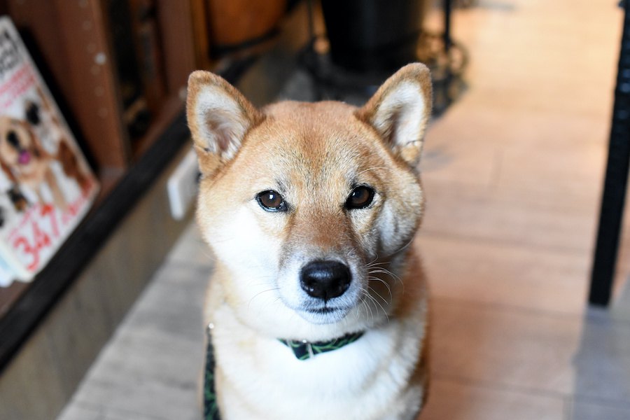 犬の飼い主のマナーが悪いなと思う瞬間４つ