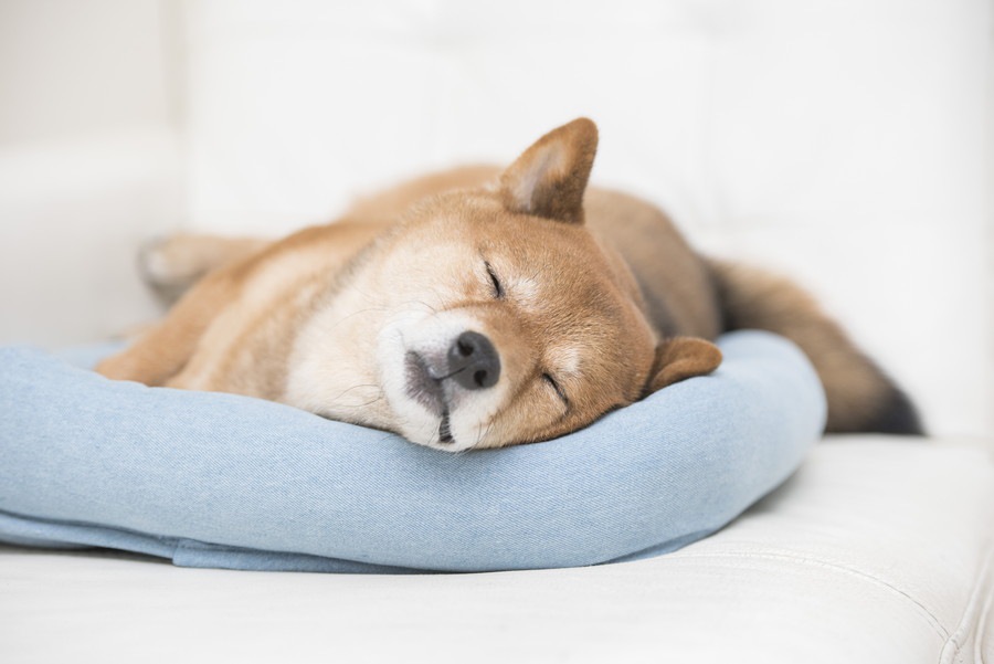 犬も睡眠不足に！しっかり寝かせてあげるために飼い主ができること２つのこと