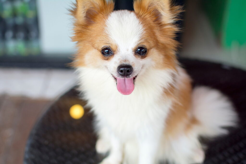 ポメチワはどんな犬？性格や値段、飼い方のポイント、寿命まで徹底解説