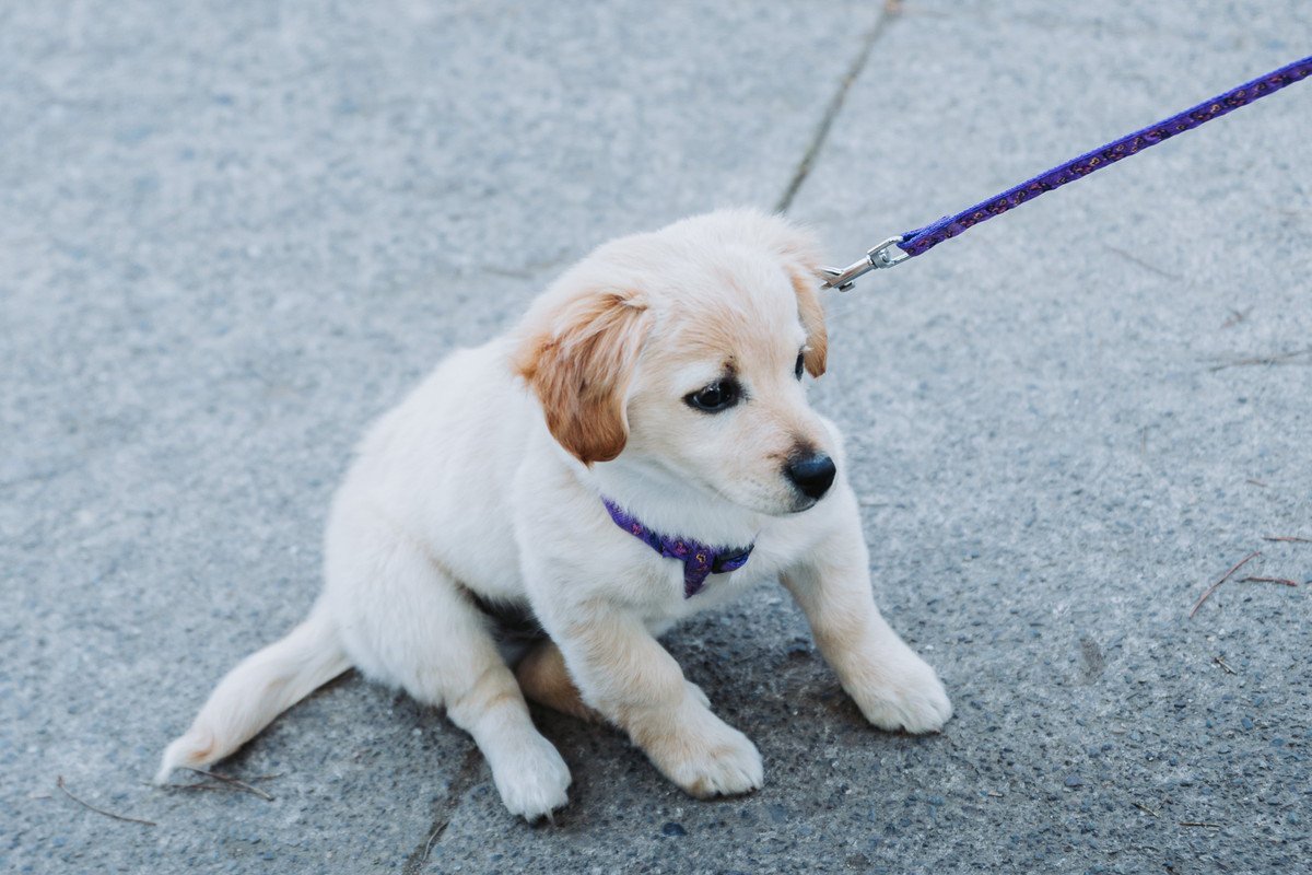 犬の『散歩に行きたくない』サイン３つ！行くべきではないタイミングと改善するための方法