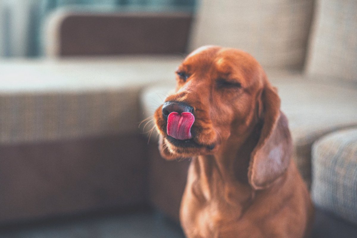 犬が誤飲すると死ぬもの４選　絶対に食べさせないためにすべき対策とは？