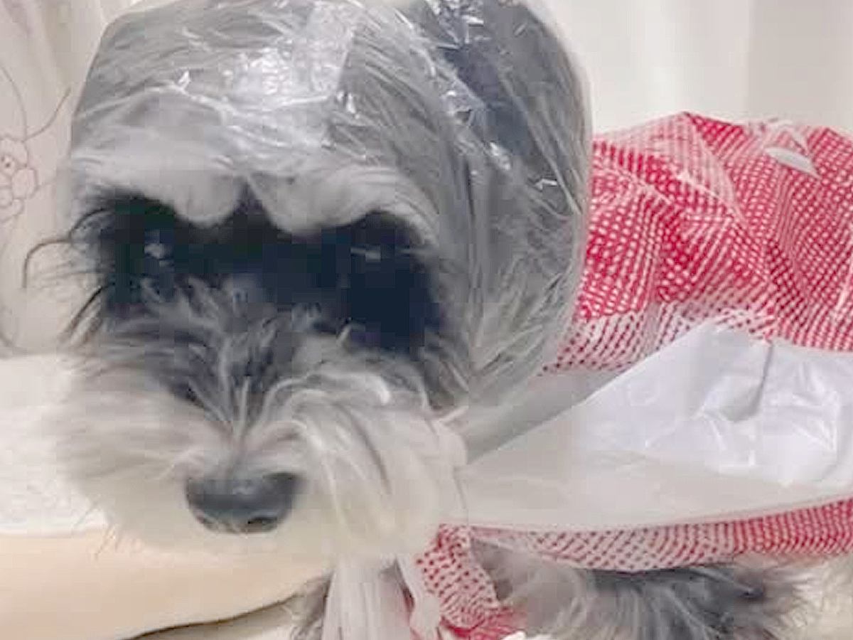 雨の日、お店のビニール袋で『犬のカッパ』をDIYした結果…まさかの『モデルのような光景』が25万再生「レインコートより素敵」「斬新」