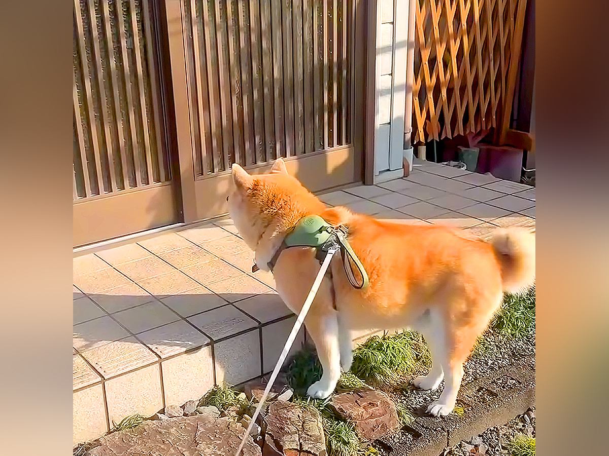 近所のおばあちゃんが大好き過ぎる犬→玄関の前で…あまりにも尊い『絶対に帰らない光景』が40万再生「一目でも会いたいんだね」「優しい世界」