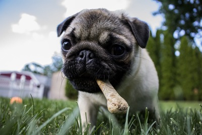 犬が胃液を吐く原因とは？ご飯を食べないと起こる？対処法まで