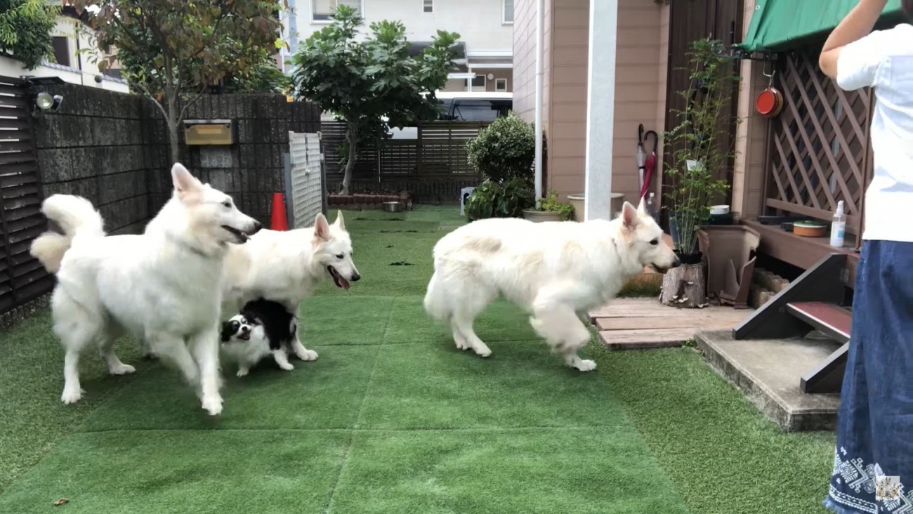 大型犬3匹＋小型犬1匹をお庭に出してみたら…？ 癒される光景に「仲良くじゃれあって可愛いです」「憧れます」絶賛の声