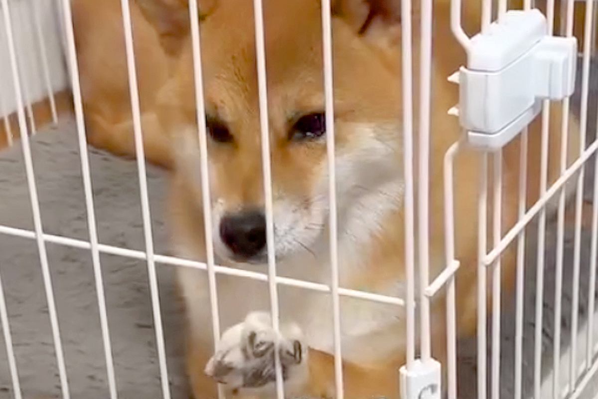 お客さんが家に来るので『犬をケージ入れた』結果→不満が爆発して…あまりにもわかりやすい『ブチギレの表情』が38万再生「拗ね方超絶可愛いｗ」