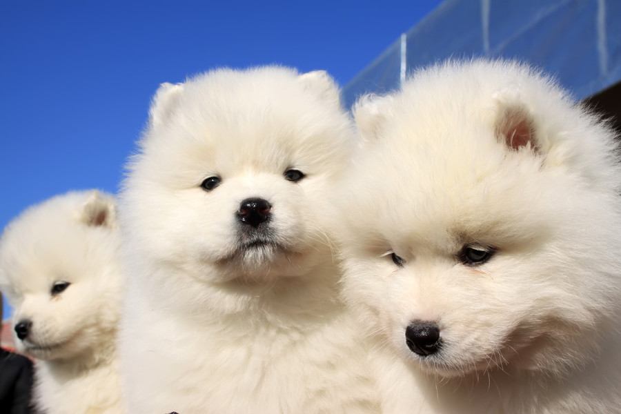 『毛がたくさん抜ける』犬種７選　部屋が毛だらけになってしまうのを防ぐ方法とは？