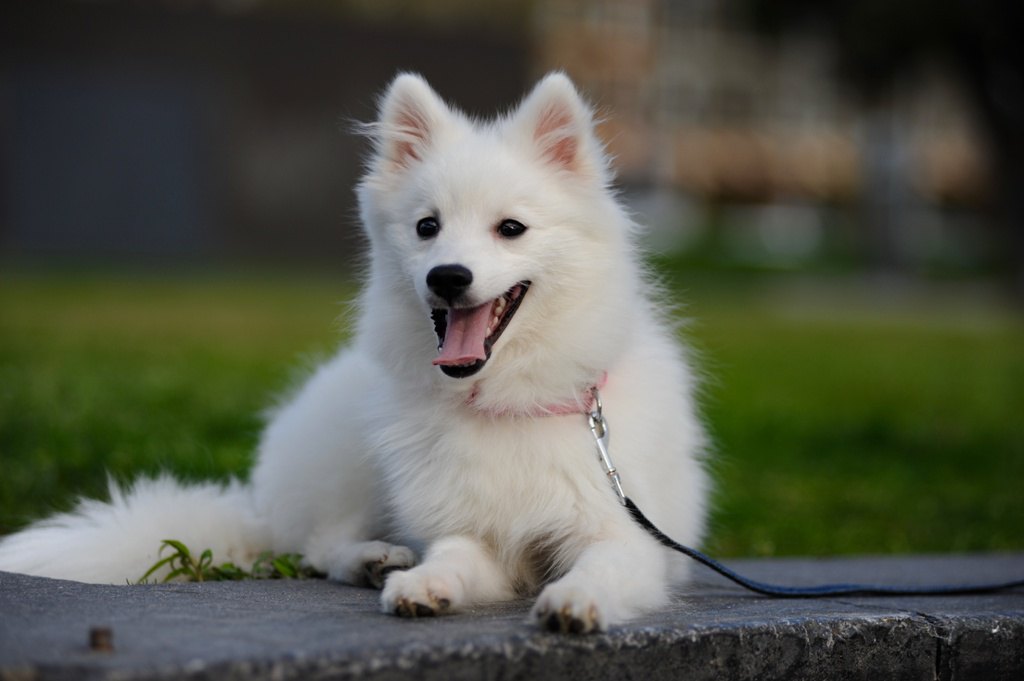 【代々木公園】愛犬と一緒に都会の真ん中で充実の散策！