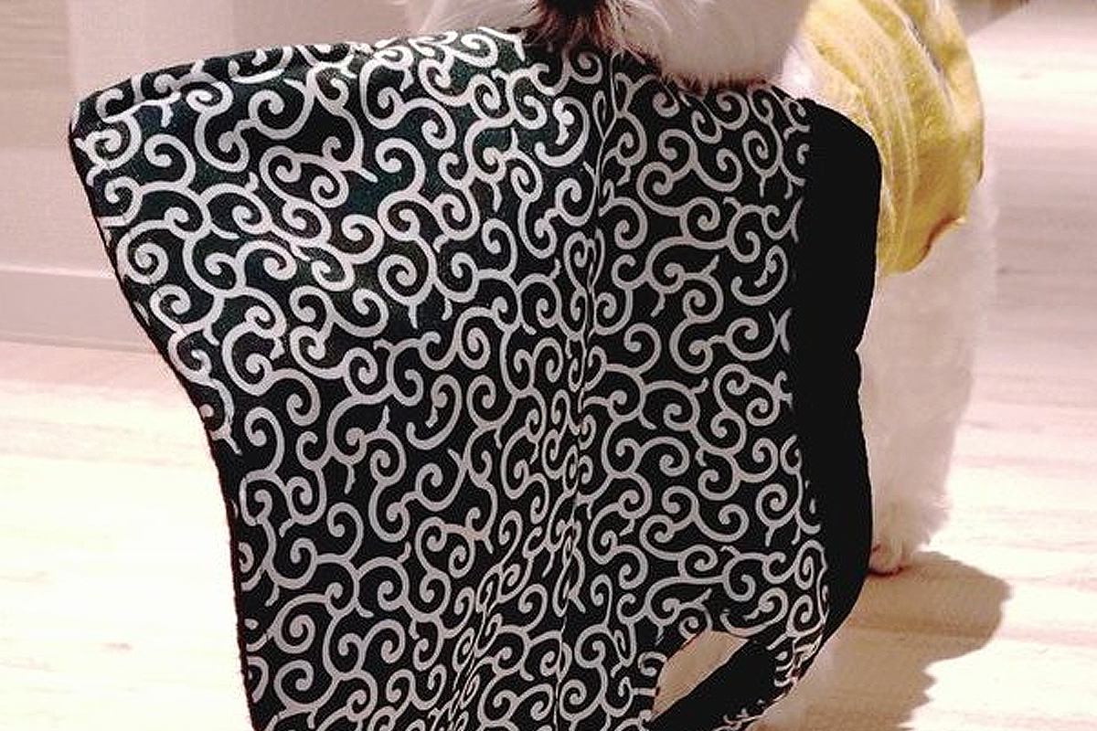 飼い主が泣いていることに気付いた犬→『寒いのかな』と勘違いして…思わず泣けてくる行動が19万表示「本当に優しい子」「一番の味方」と感動