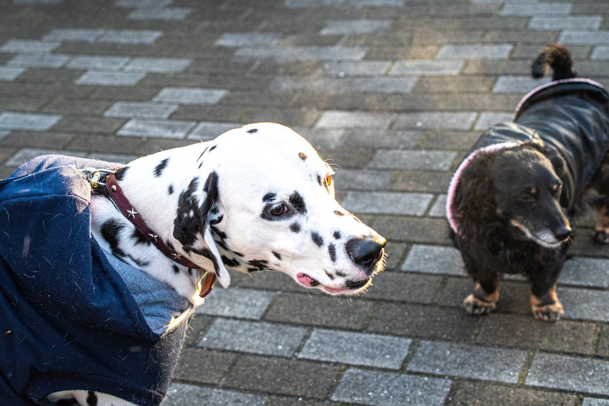 克服できる？『他の犬との関わりが苦手』な犬が見せる行動や仕草3つ！