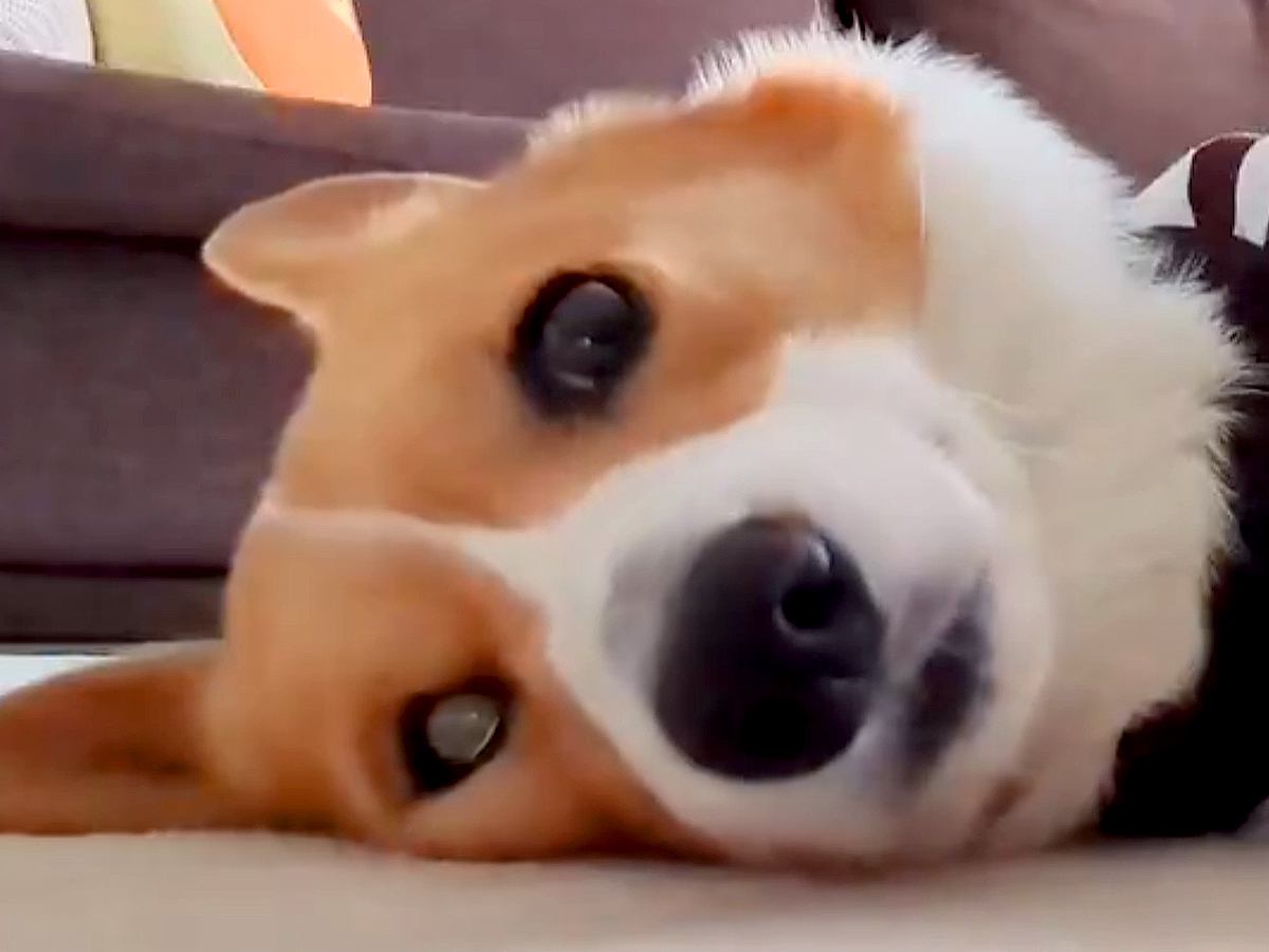 散歩に行こうとしない犬→仕方なく準備を進めた結果…想像を遥かに超える『やる気が無さすぎる光景』に3万いいね「無抵抗すぎて草」「顔が無ｗ」
