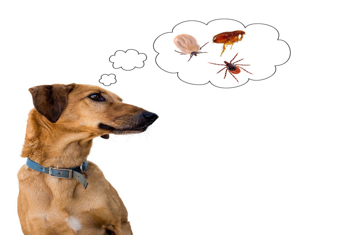 犬が亡くなる可能性のある『寄生虫』4選　意外と身近な感染源に要注意
