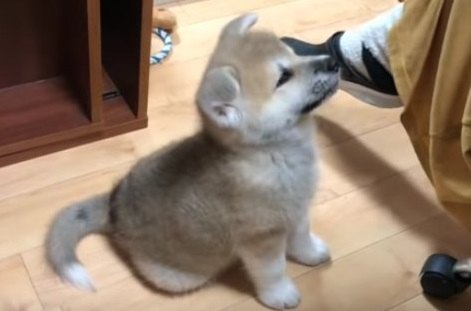 三等身！もこもこ秋田犬の赤ちゃんがかわいすぎる♡