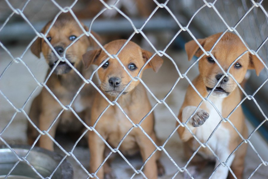 犬の里親になる資格がない人の特徴５選