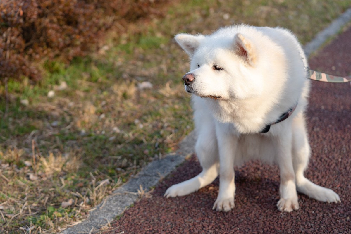 愛犬が散歩中にウンチをした時、絶対にやってはいけない『4つのタブー』