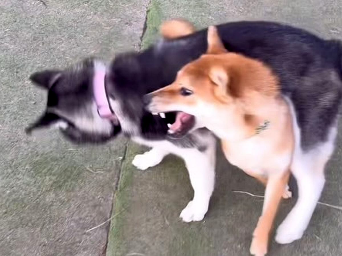 『０歳と１０歳の犬』２匹とドッグランへ→遊び方を比較したら…ギャップが激しすぎる『真逆な光景』が38万再生「ドッグランとは…ｗ」と爆笑