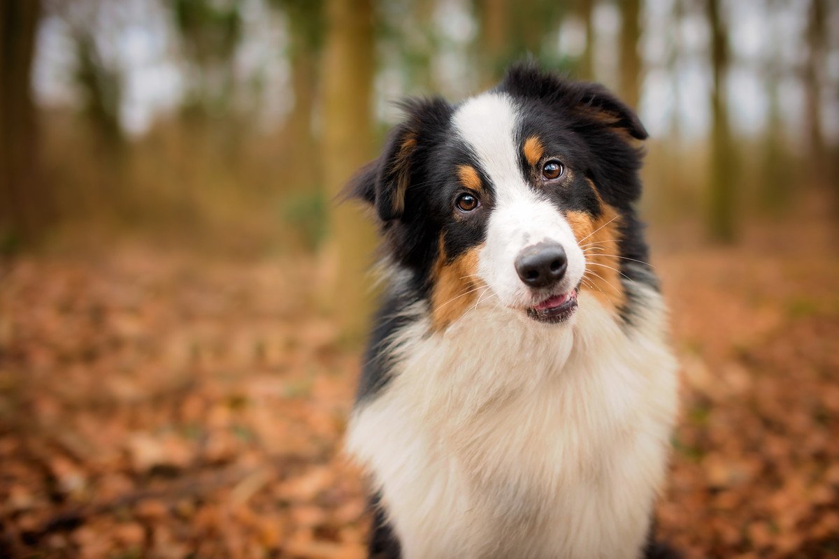犬を『賢く育てる』4つの方法　知性と絆を育むためのトレーニングのコツまでご紹介
