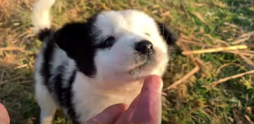 よちよち歩きでも放し飼い！？ネパールの人懐っこい赤ちゃんわんこ♡