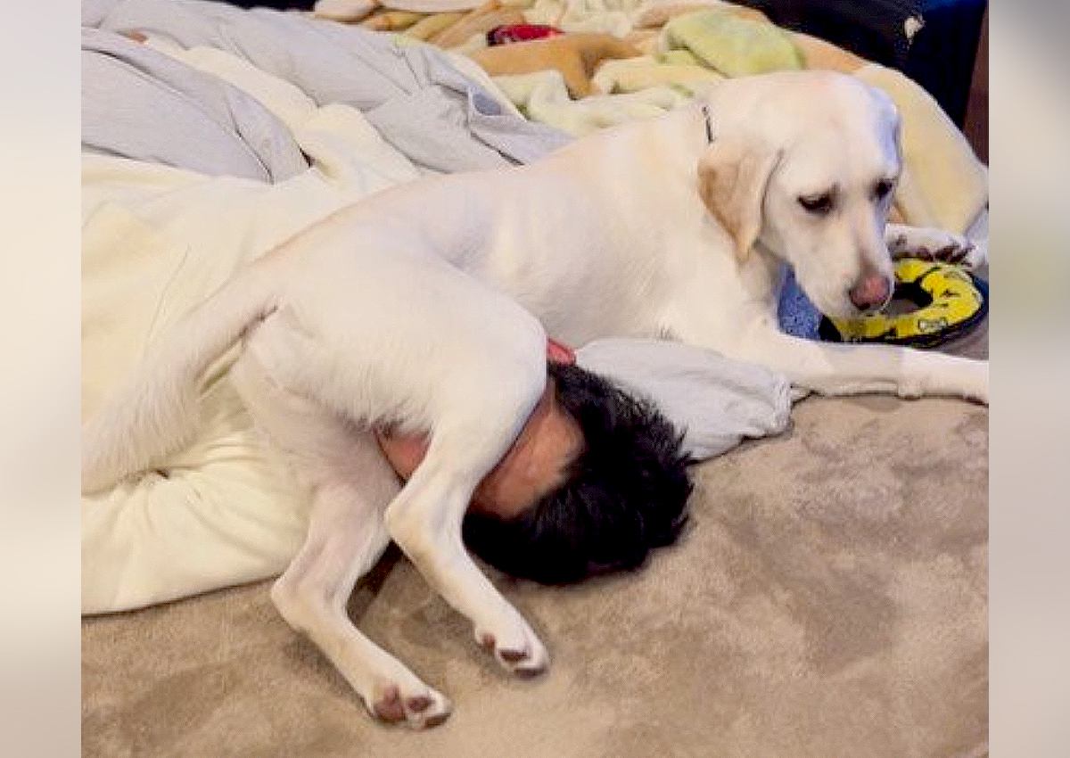 犬が『寝ている家族』を起こそうとした結果…クセが強すぎる方法に81万4000再生の反響「愛情の裏返し笑」「やりたい放題かわいい」