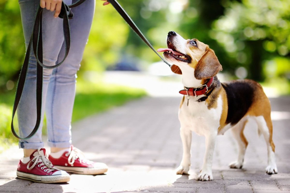 絶対にしてはいけない『犬のリードの持ち方』4つ！最悪の場合、死亡事故に繋がることも