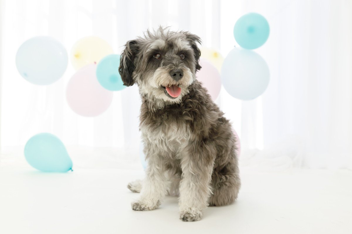 犬がしていたら『危険な座り方』4選　体に異変がある可能性も？注意すべきポイントを解説
