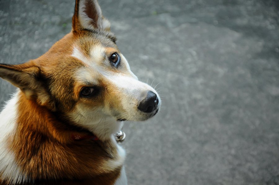 犬の気持ちが離れてしまうNG行為３選！普段から無意識にやっている可能性も…？