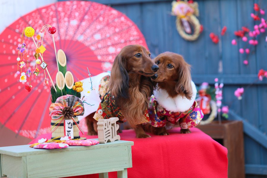 愛犬と新年を迎える時に絶対注意すべきこと４選！食べ物や接し方に気を付けて！