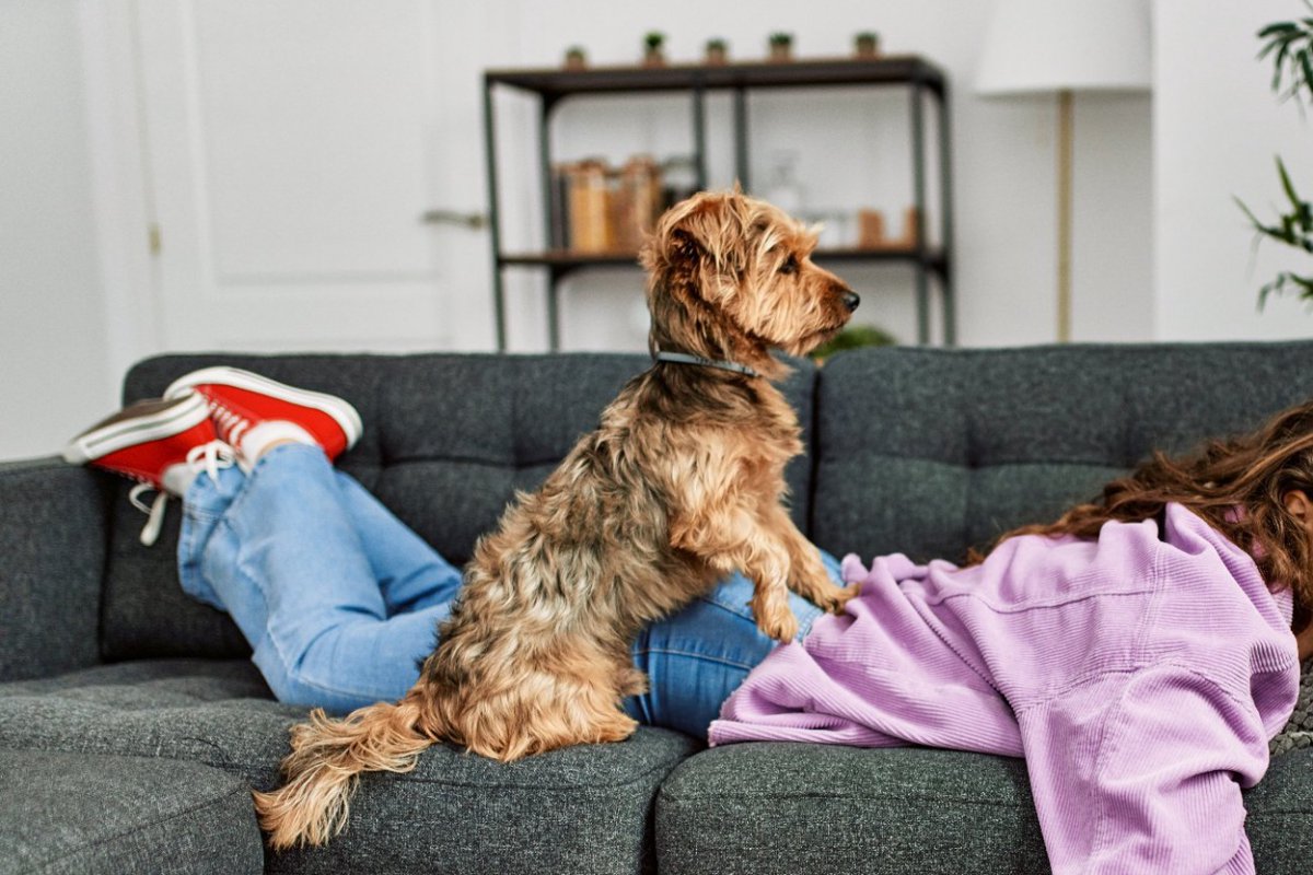 犬が飼い主を踏みつける『4つの心理』わざとやってる？愛犬が乗っかってきた時にすべきことまで