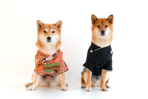 犬の七五三の時期はいつ？正しいお参りのやり方とマナー、全国のおすすめ神社まで解説