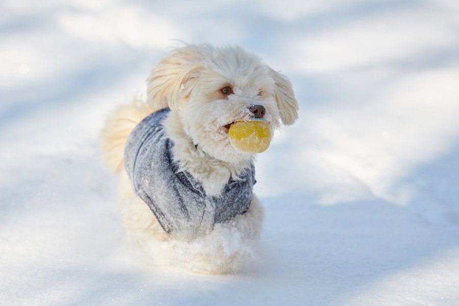 初めての雪で大はしゃぎするワンコが可愛すぎる♡